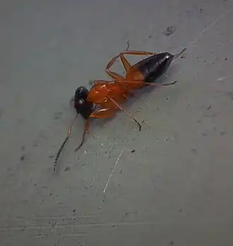 Opisthopsis rufithorax