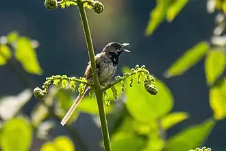 Zwartkeelprinia