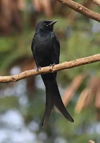 Koningsdrongo