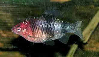 Puntius nigrofasciatus