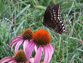 Papilio polyxenes