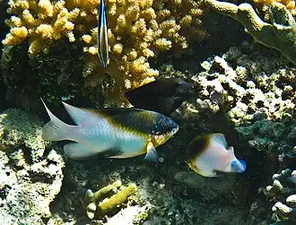 Dischistodus melanotus