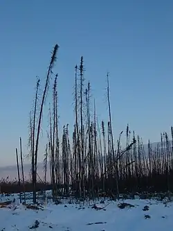 Muskeg-taiga met zwarte spar (Picea mariana)