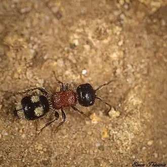 Blakeius bipunctatus