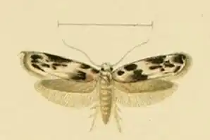Blastobasis helleri
