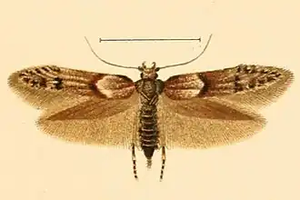 Blastobasis rubiginosella