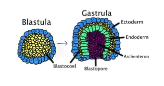 Gastrulatie vindt plaats als een blastula, bestaande uit één laag, zich naar binnen vouwt en groeit om een gastrula te vormen.Kleurcode bij deze afbeelding: ectoderm, blauw; endoderm, groen; blastocoel (dooierzak), geel; en archenteron, paars.(Afbeelding: Abigail Pyne)