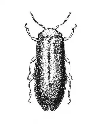 Omethidae