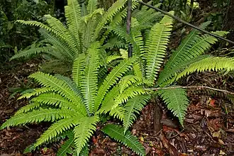 Blechnum discolor