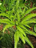 Dubbelloof (Blechnum spicant) in Europa