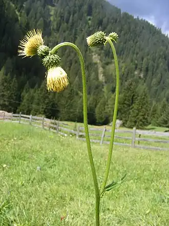 Bleekgele vederdistel