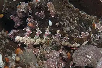 Blennioclinus brachycephalus