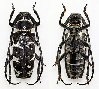 Blepephaeus irregularis