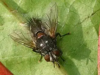 Blepharipa pratensis