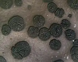 Umbilicaria hyperborea met apotheciën