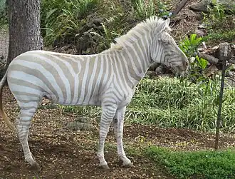 Een albinozebra in gevangenschap