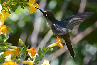 Magdalenabloemkroonkolibrie