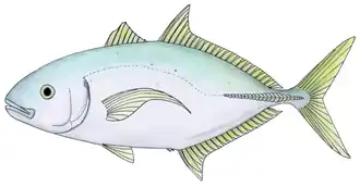Carangoides gymnostethus