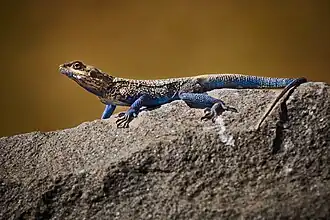 Acanthocercus cyanogaster