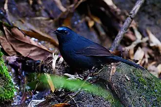 Blauwvoorhoofdcallene