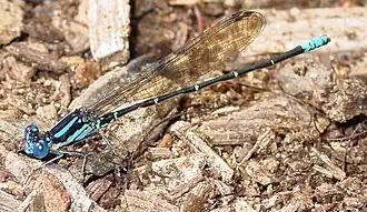 Argia sedula