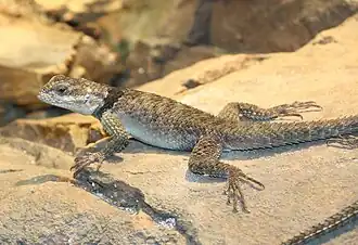 Sceloporus cyanogenys