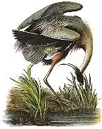 Blue Heron, Blauwe reiger