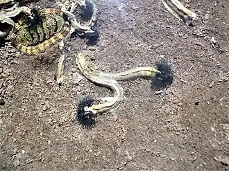 Spirobranchus cariniferus