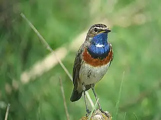 De blauwborst broedt in het gebied