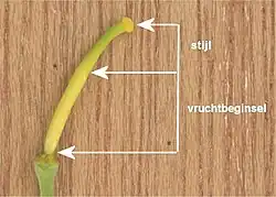 stamper van boerenkool