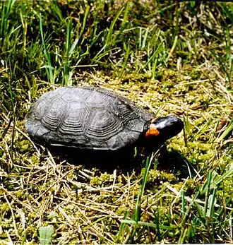 Mühlenbergs schildpad