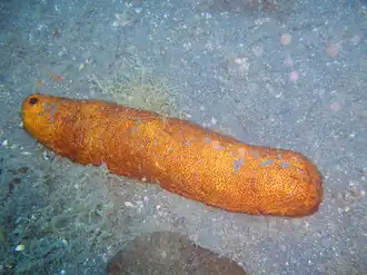 Bohadschia marmorata