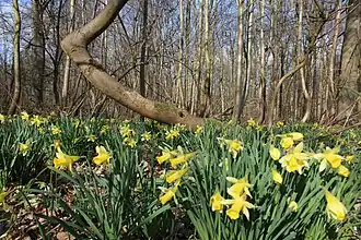 Bois de la Provision