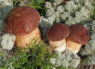 Denneneekhoorntjesbrood