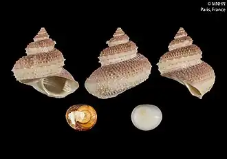 Bolma pseudobathyraphis