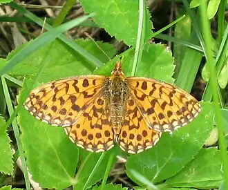 Boloria diaPaarse parelmoervlinder