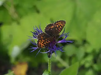 Thors parelmoervlinder