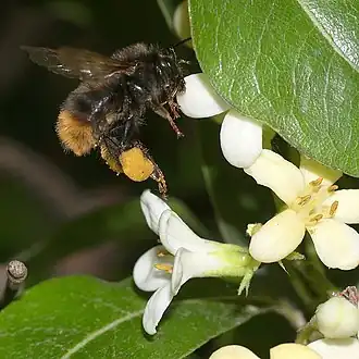 Bombus ardens