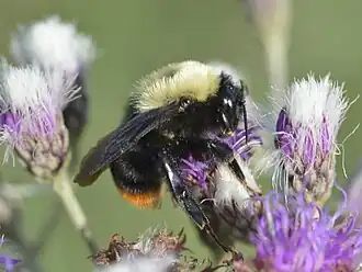 Bombus bellicosus