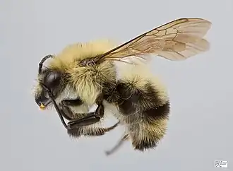 Bombus bimaculatus