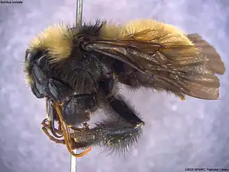 Bombus borealis