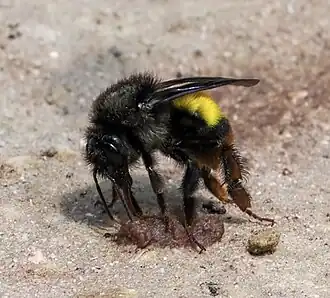 Bombus breviceps