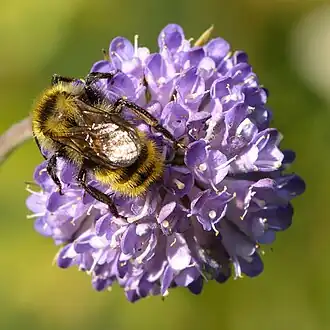 17–22&nbsp;mm (vrouw) en 15–17&nbsp;mm (man)