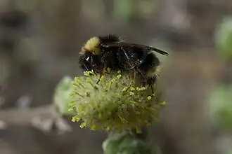 Bombus flavidus