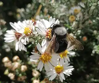 Bombus funebris