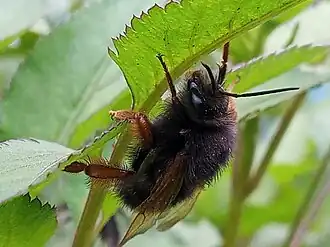 Bombus genalis