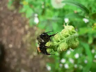 Bombus melanopygus