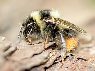 Bombus mendax