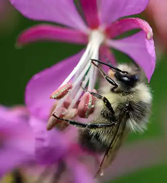 Bombus mixtus