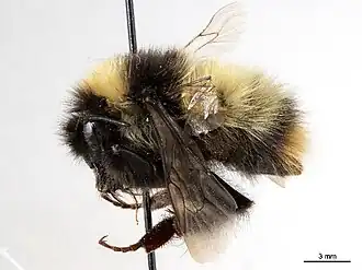 Bombus neoboreus